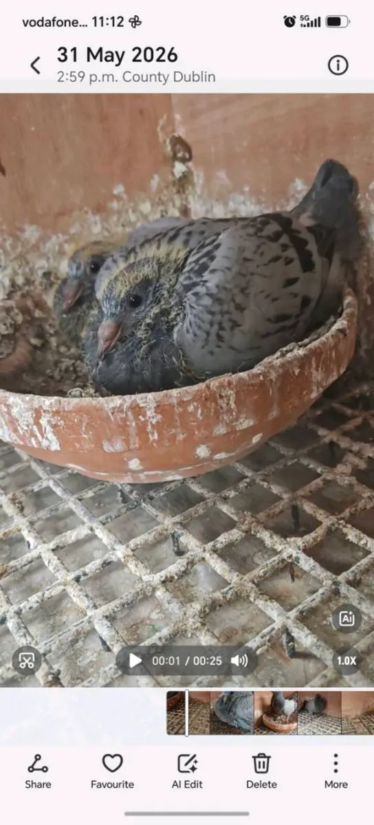 11 Young birds - Image 4