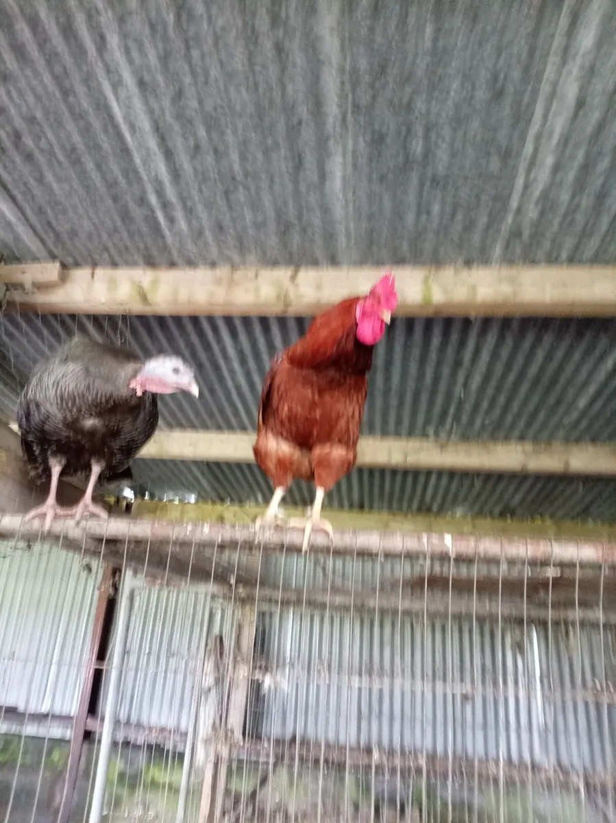 Roosters - Image 1