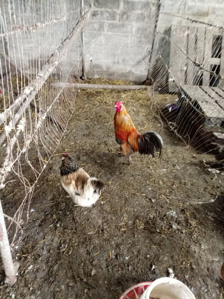 Roosters - Image 2