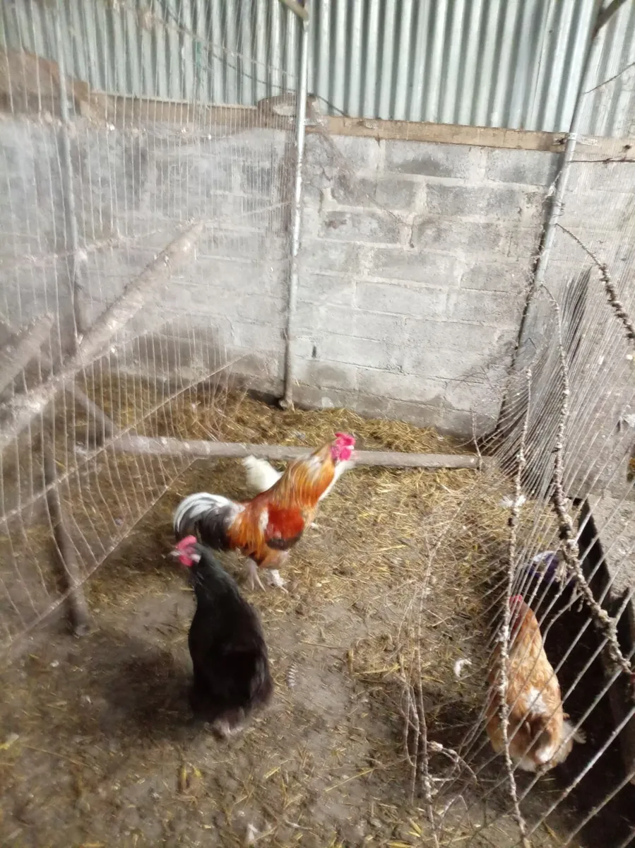 Roosters - Image 3
