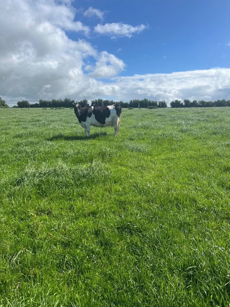 Cow - Image 1
