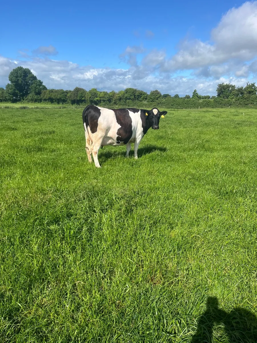 Cow - Image 2