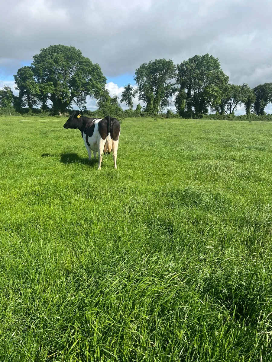 Cow - Image 4