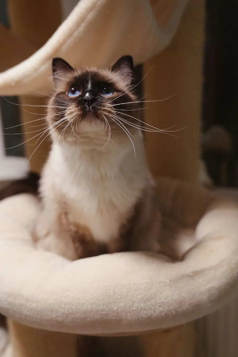 Seal mitted ragdoll spayed