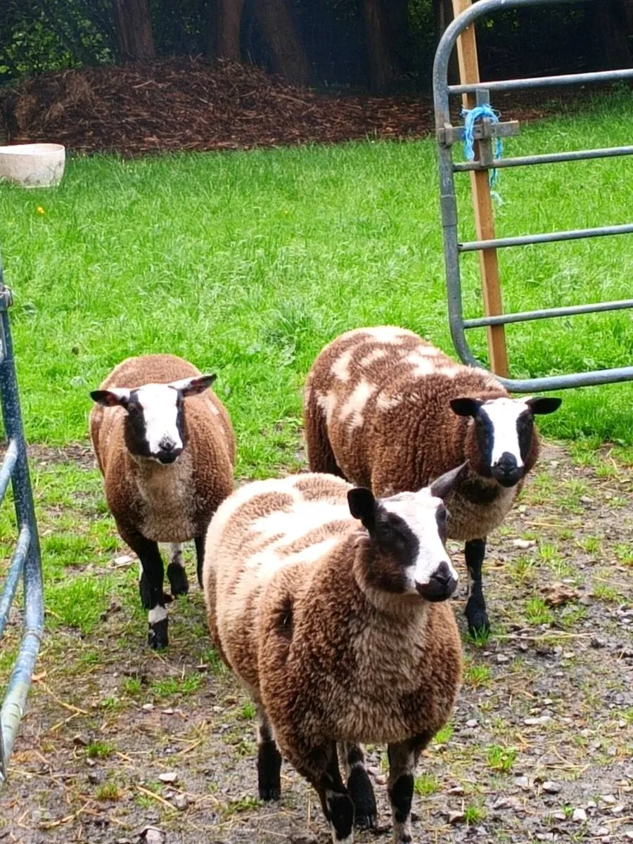Ewe lambs