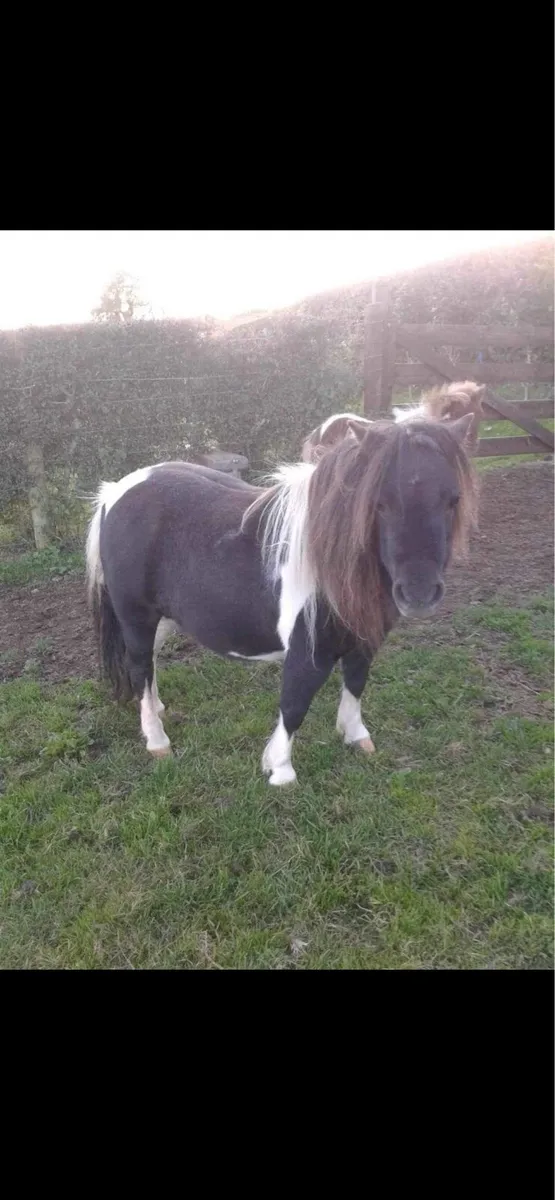Miniature Shetland Pony for sale - Image 2