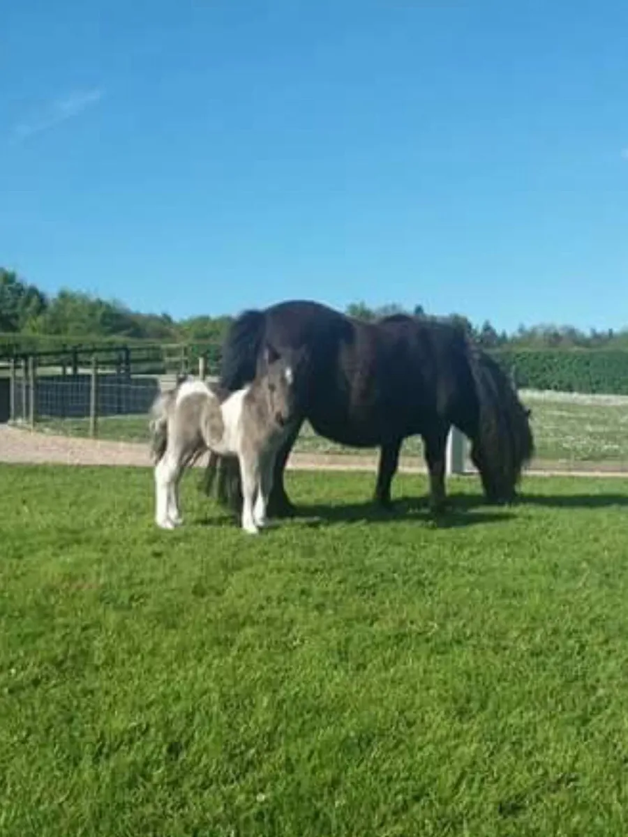 Miniature Shetland Pony for sale - Image 3