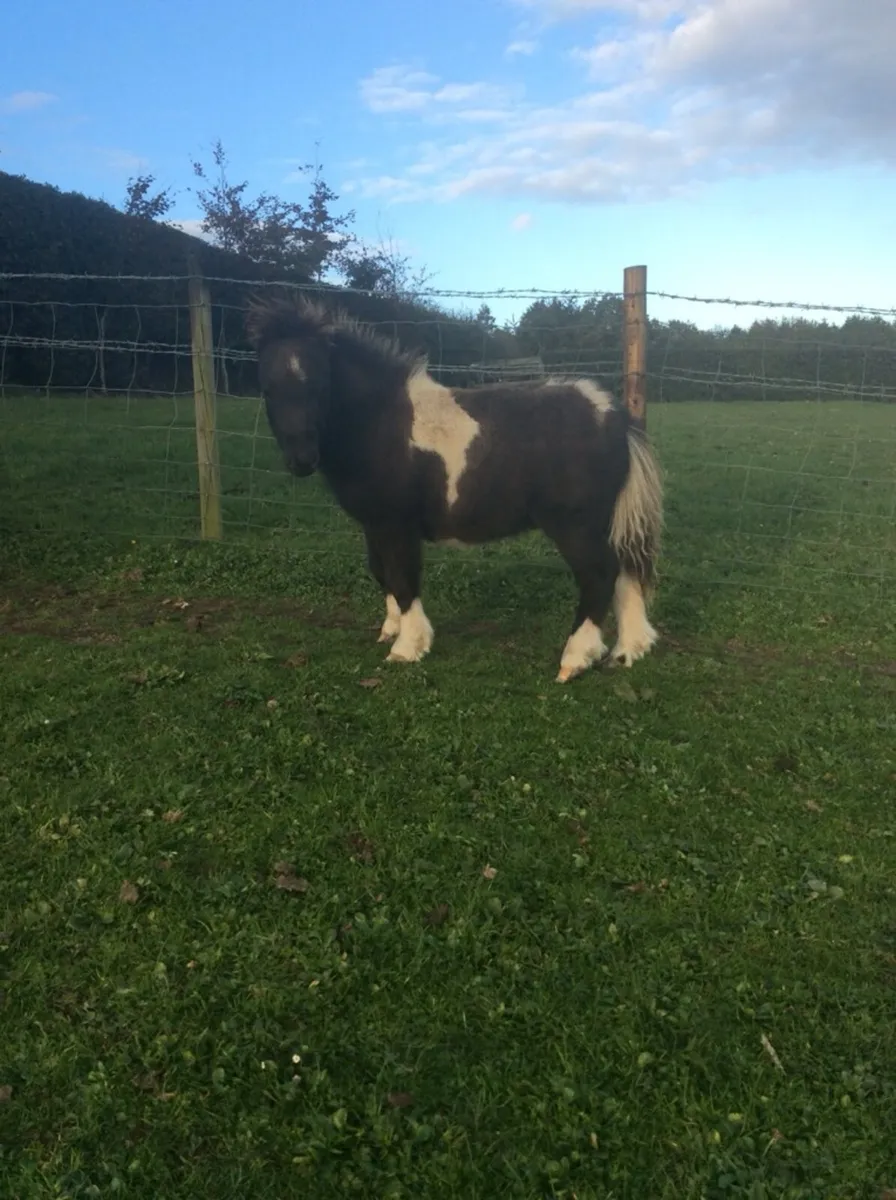 Miniature Shetland Pony for sale - Image 4