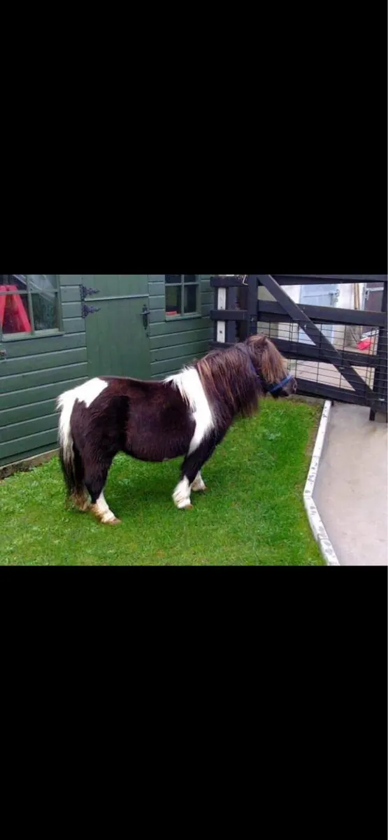Miniature Shetland Pony for sale - Image 1