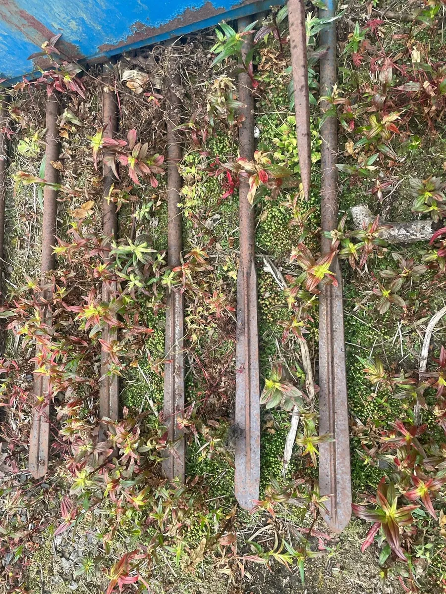 Buckrake silage - Image 3