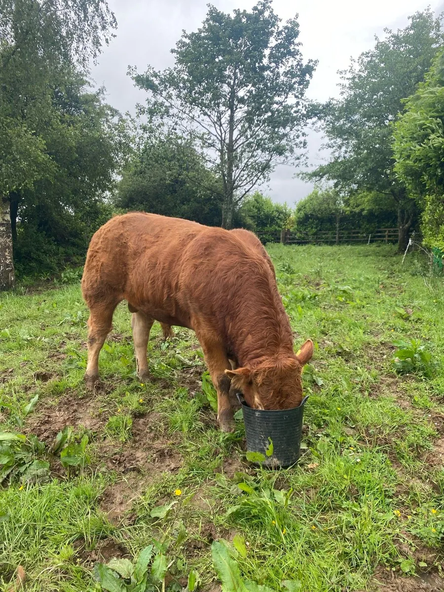 5 ⭐️Purebred Limousin Bull - Image 1