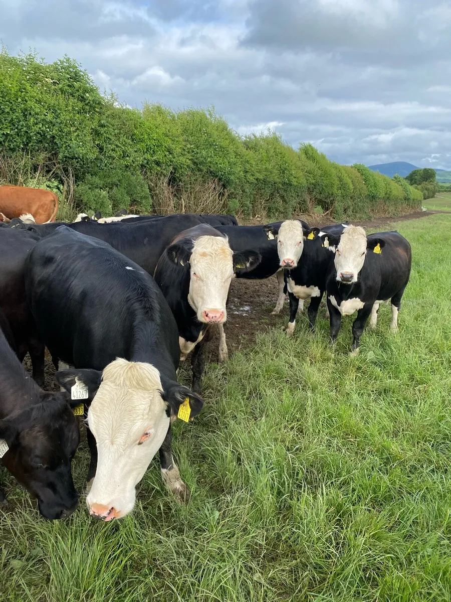 19 Hereford heifers - Image 2