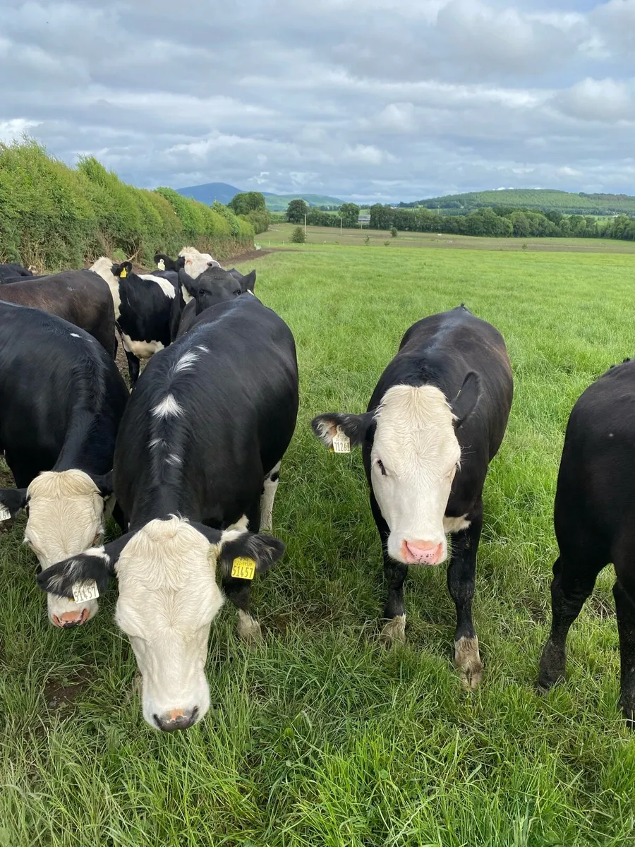 19 Hereford heifers - Image 3