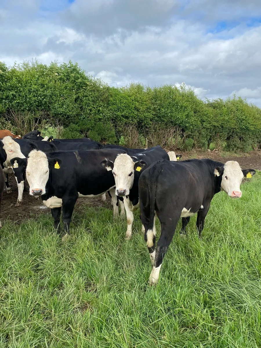 19 Hereford heifers - Image 4