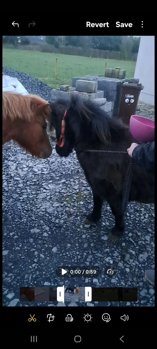 Pony - Image 2