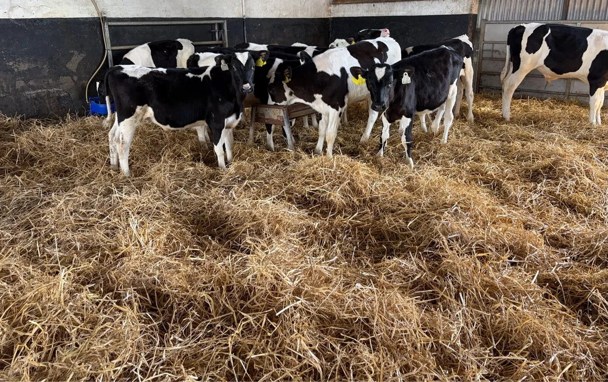 Fr Bulls ready for grass - Image 1