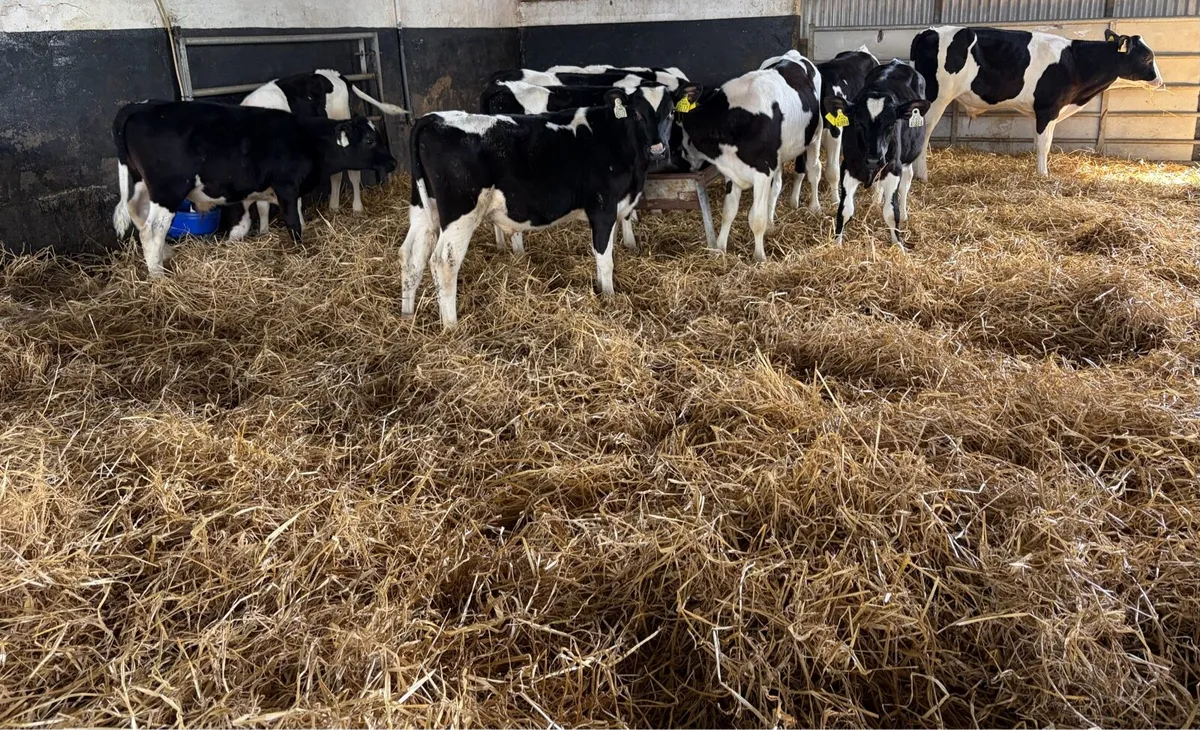 Fr Bulls ready for grass - Image 2