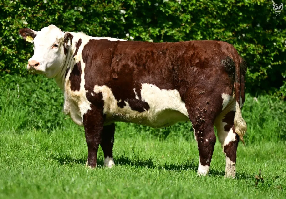 Hereford Dispersal - Image 1