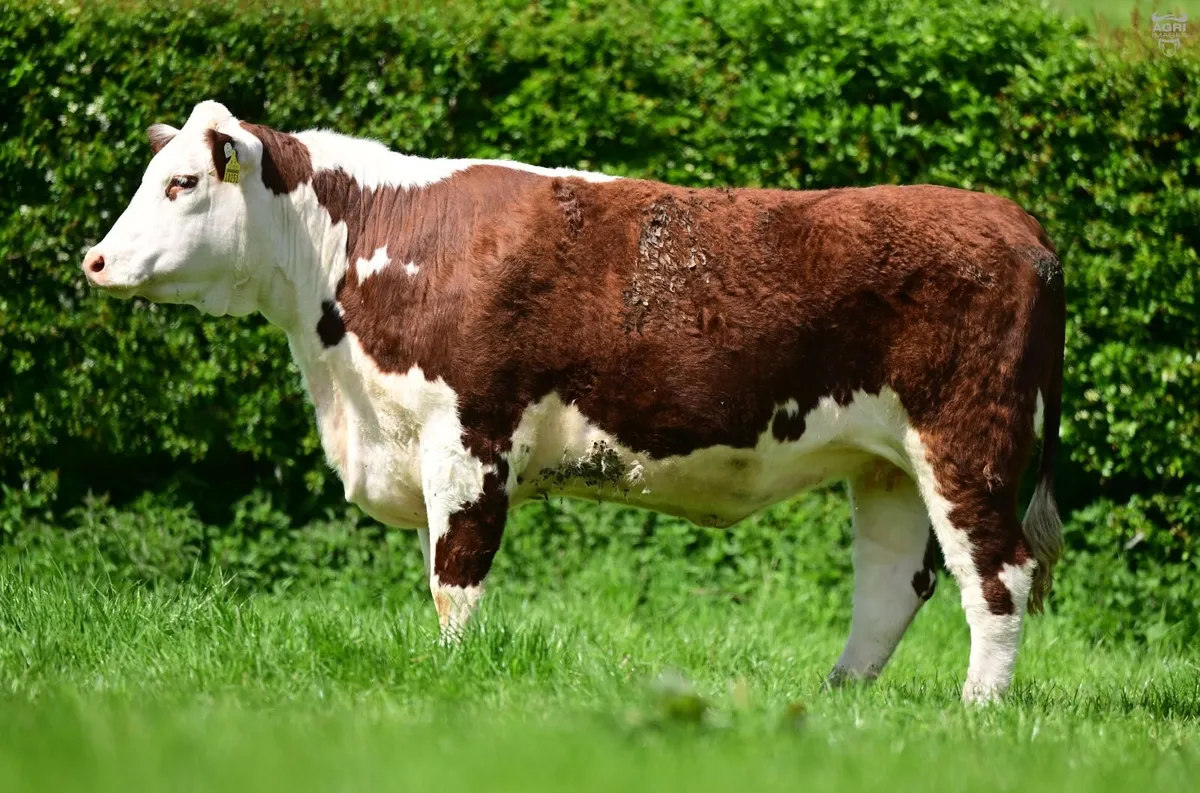 Hereford Dispersal - Image 2