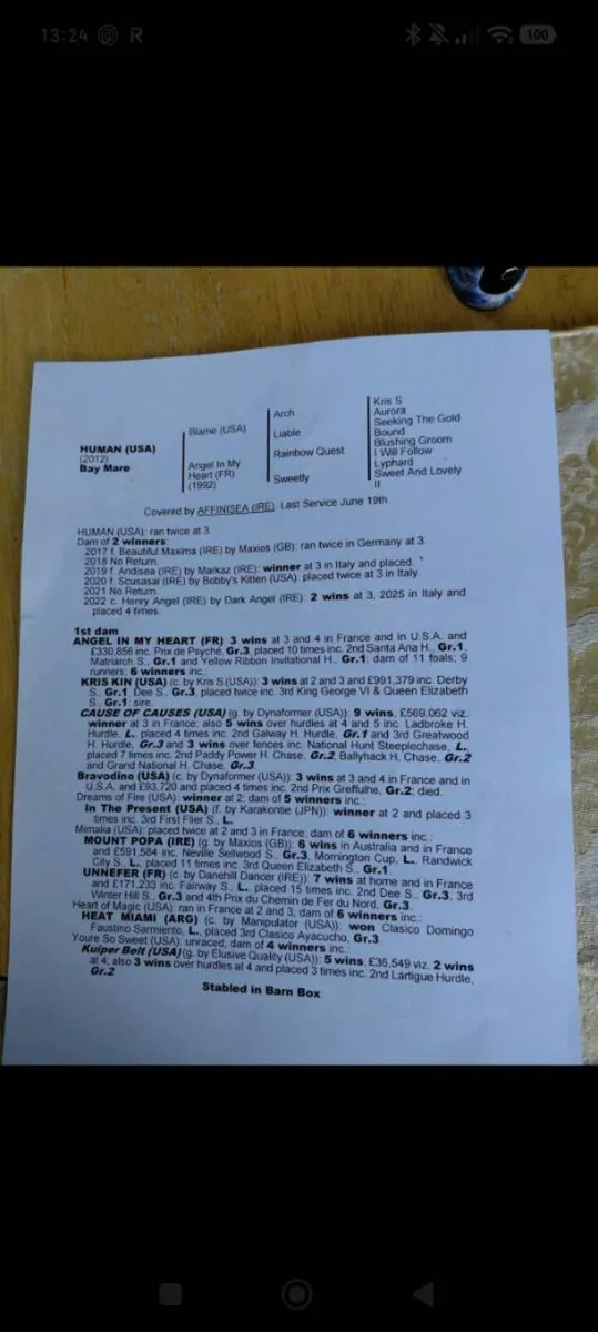 Broodmare/Prospect riding mare. - Image 4