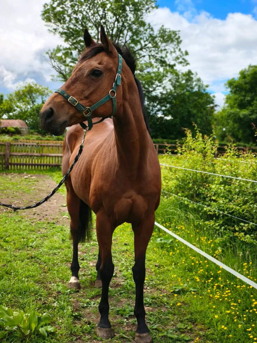 Broodmare/Prospect riding mare. - Image 2