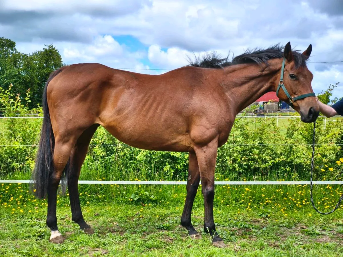 Broodmare/Prospect riding mare. - Image 3