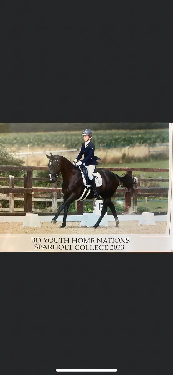 🌟 Proven Young Broodmare – Future Trend Mare 🌟 - Image 4