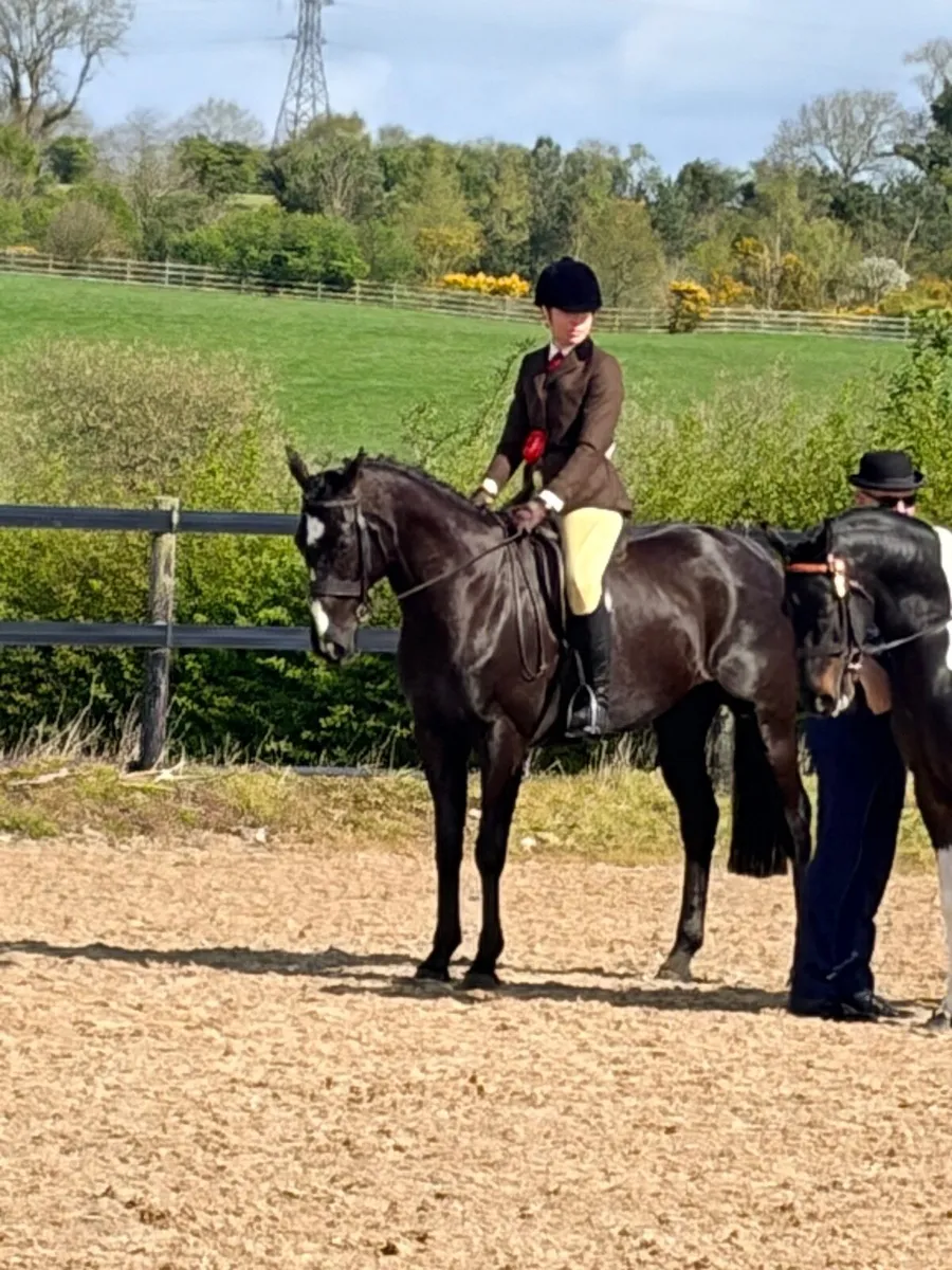 🌟 Proven Young Broodmare – Future Trend Mare 🌟 - Image 2