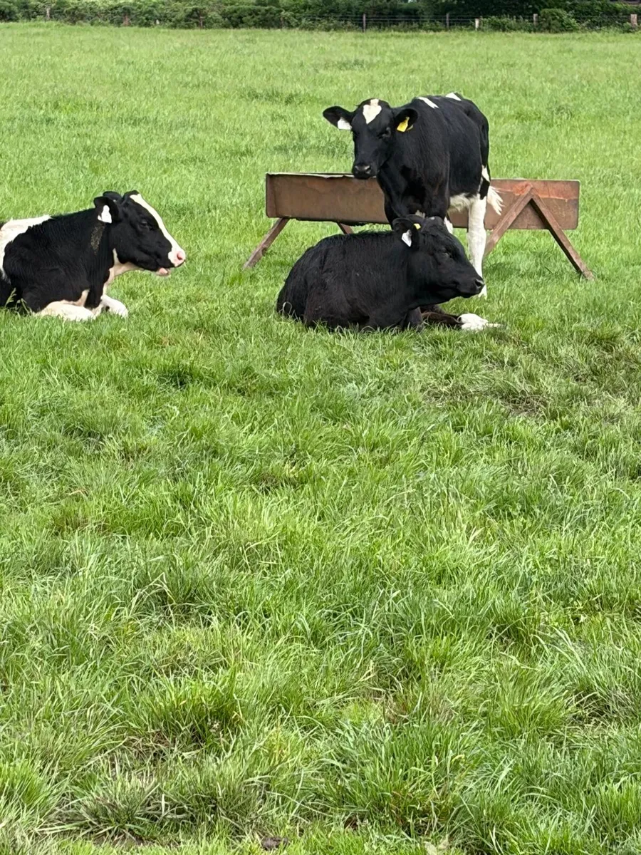 Cattle - Image 3