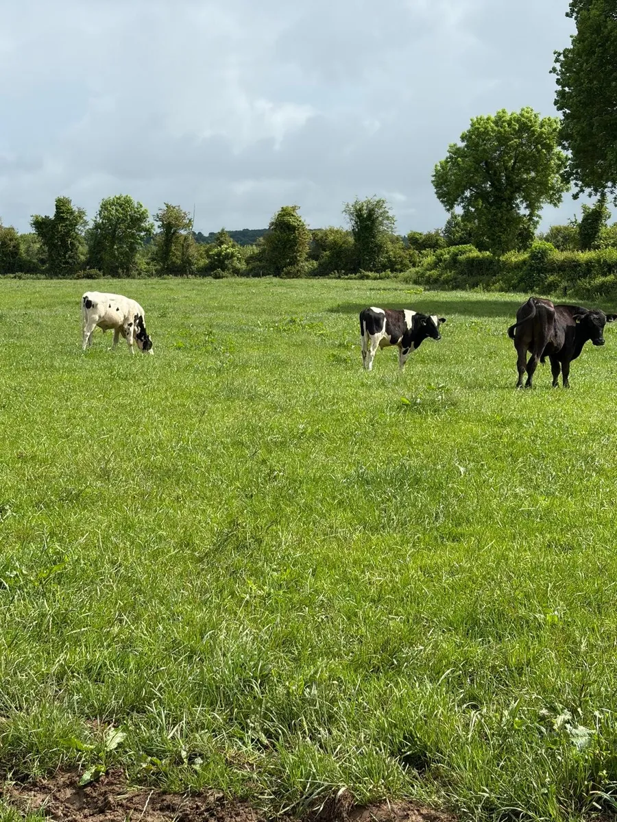 Cattle - Image 4