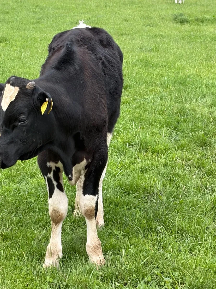 Cattle - Image 1