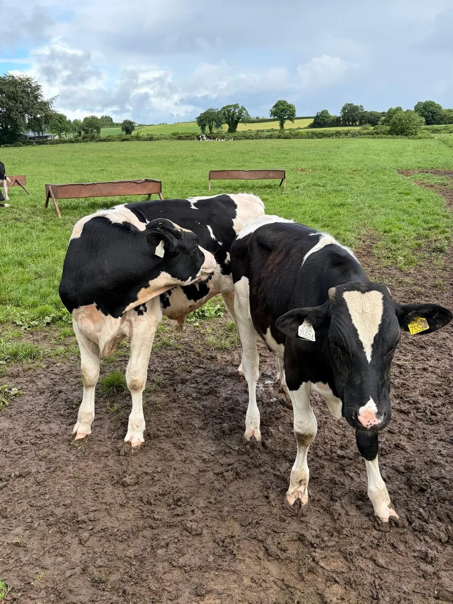 Cattle - Image 2