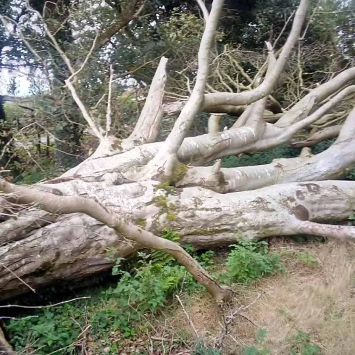 firewood/tree/timber