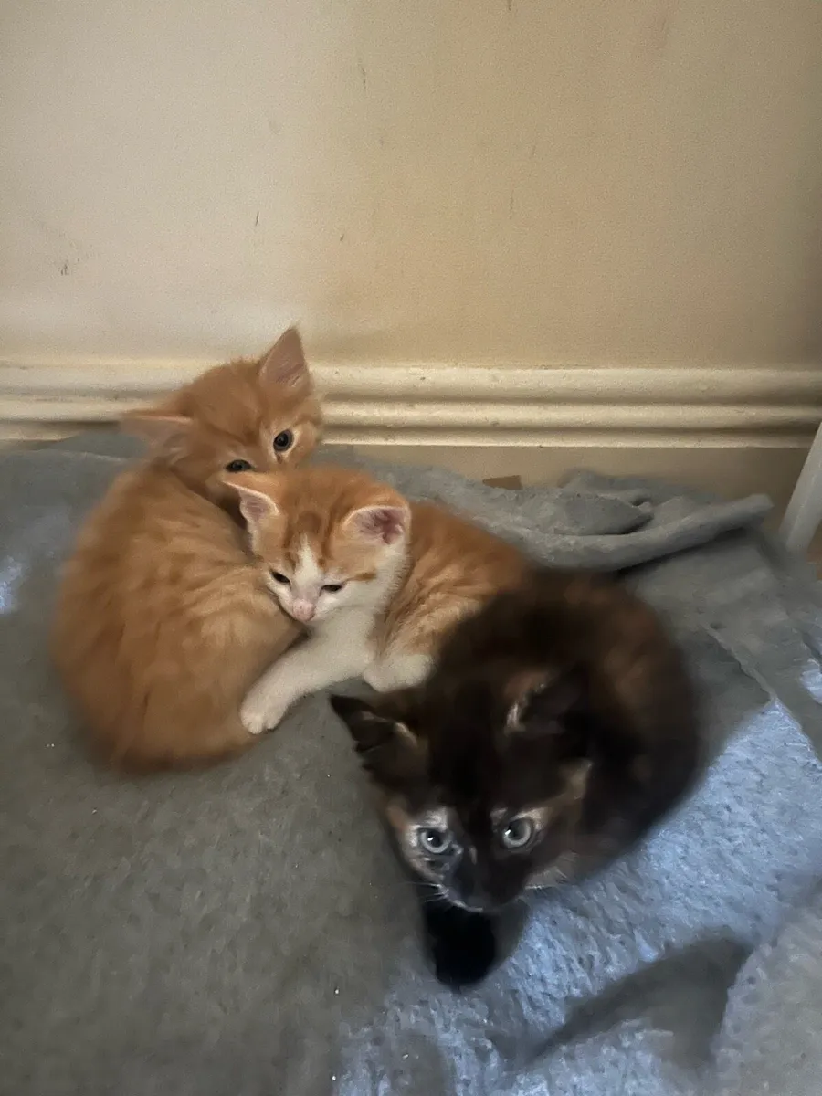 Kittens - Image 1