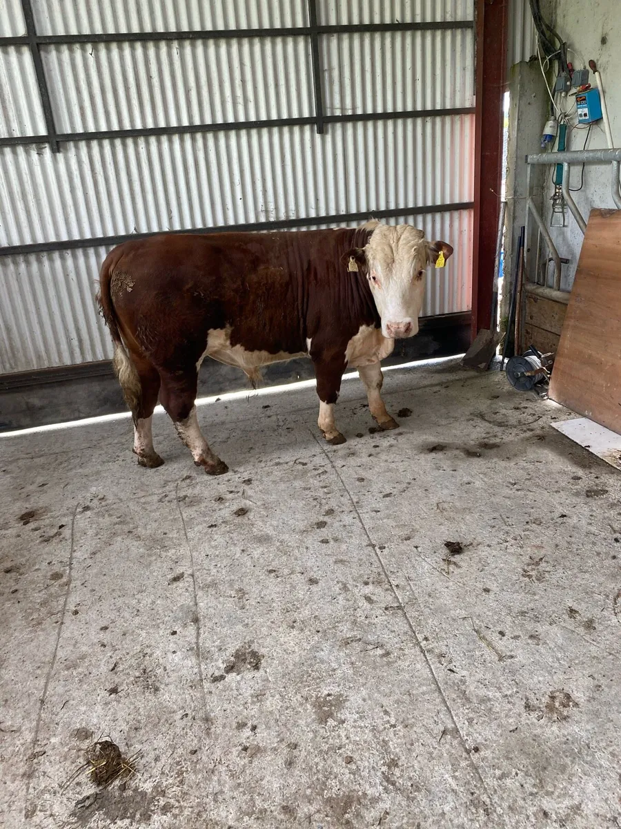 Pedigree Hereford bull - Image 1