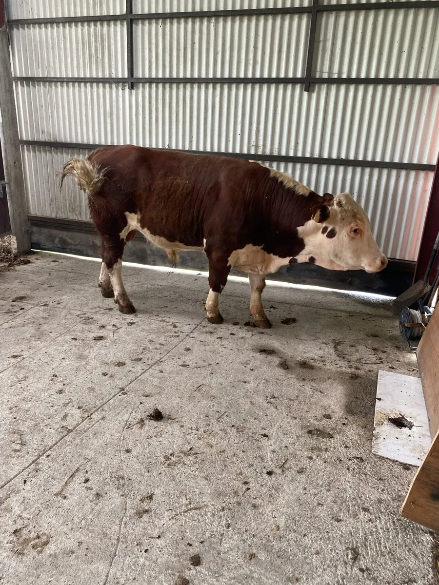 Pedigree Hereford bull - Image 2