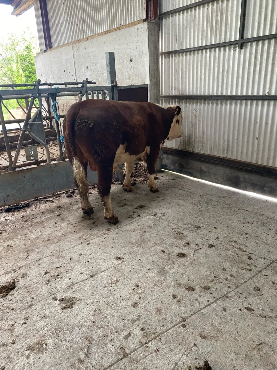 Pedigree Hereford bull - Image 3
