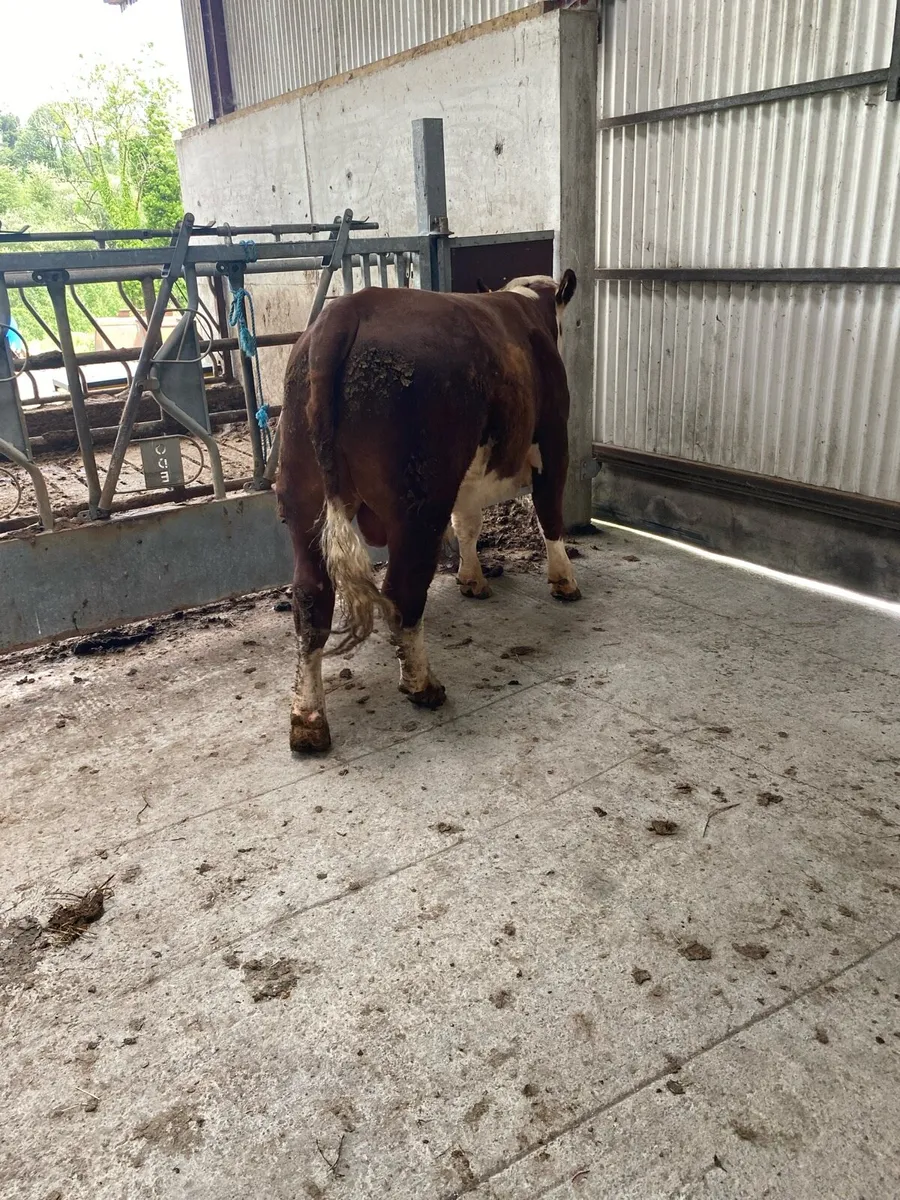 Pedigree Hereford bull - Image 4