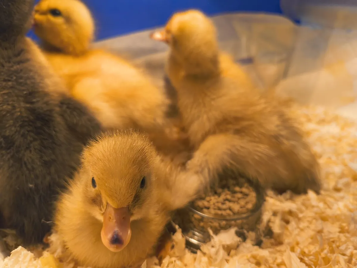 Ducklings - Image 3