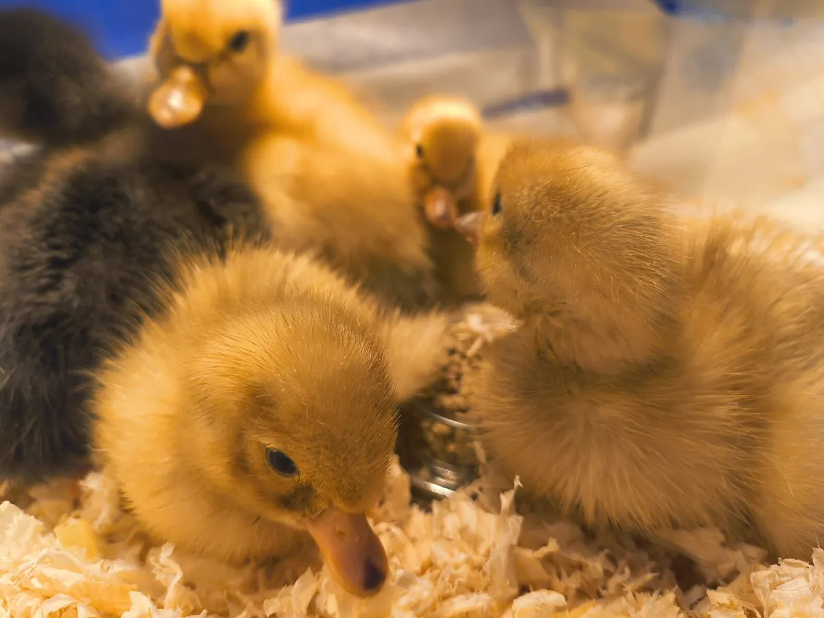 Ducklings - Image 4
