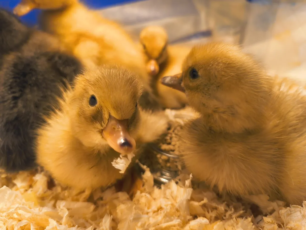 Ducklings - Image 2