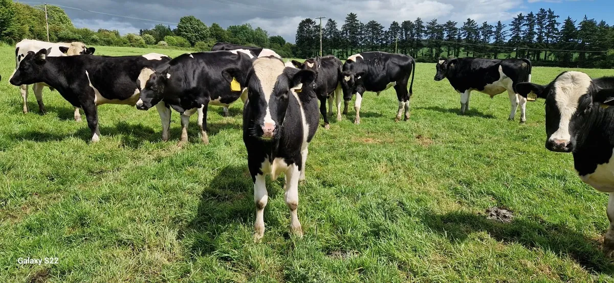 Fr bullocks - Image 1