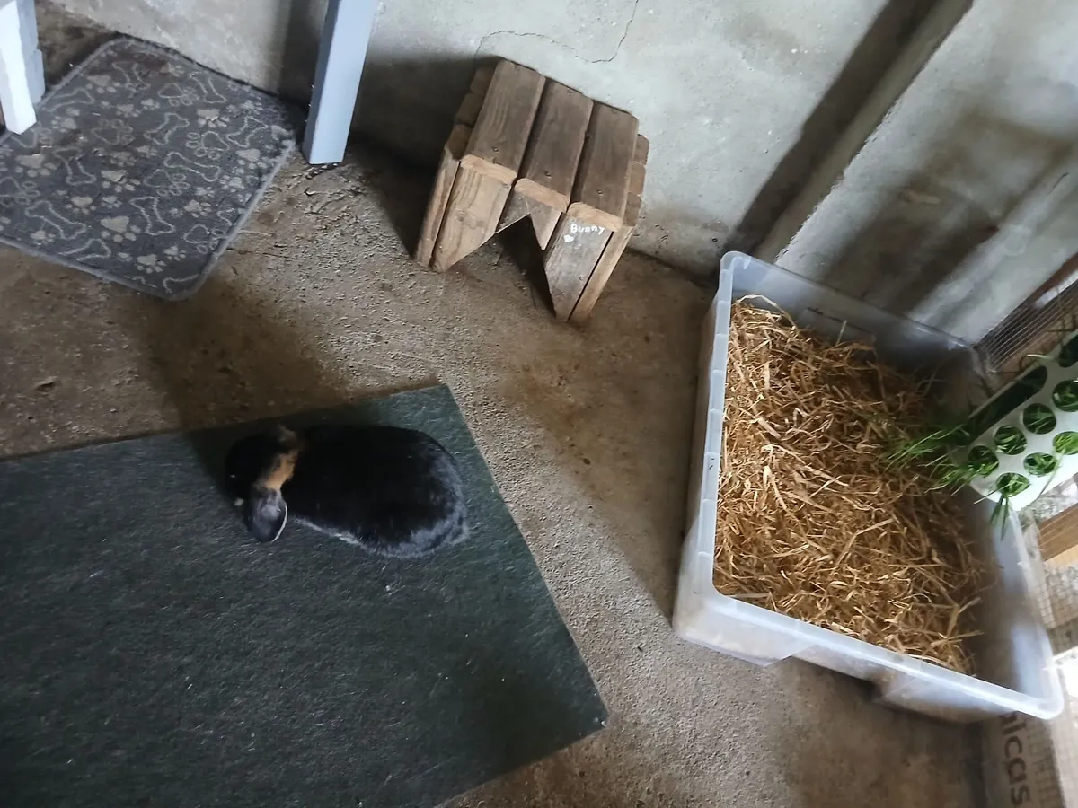 Rabbit (dwarf) female - Image 4