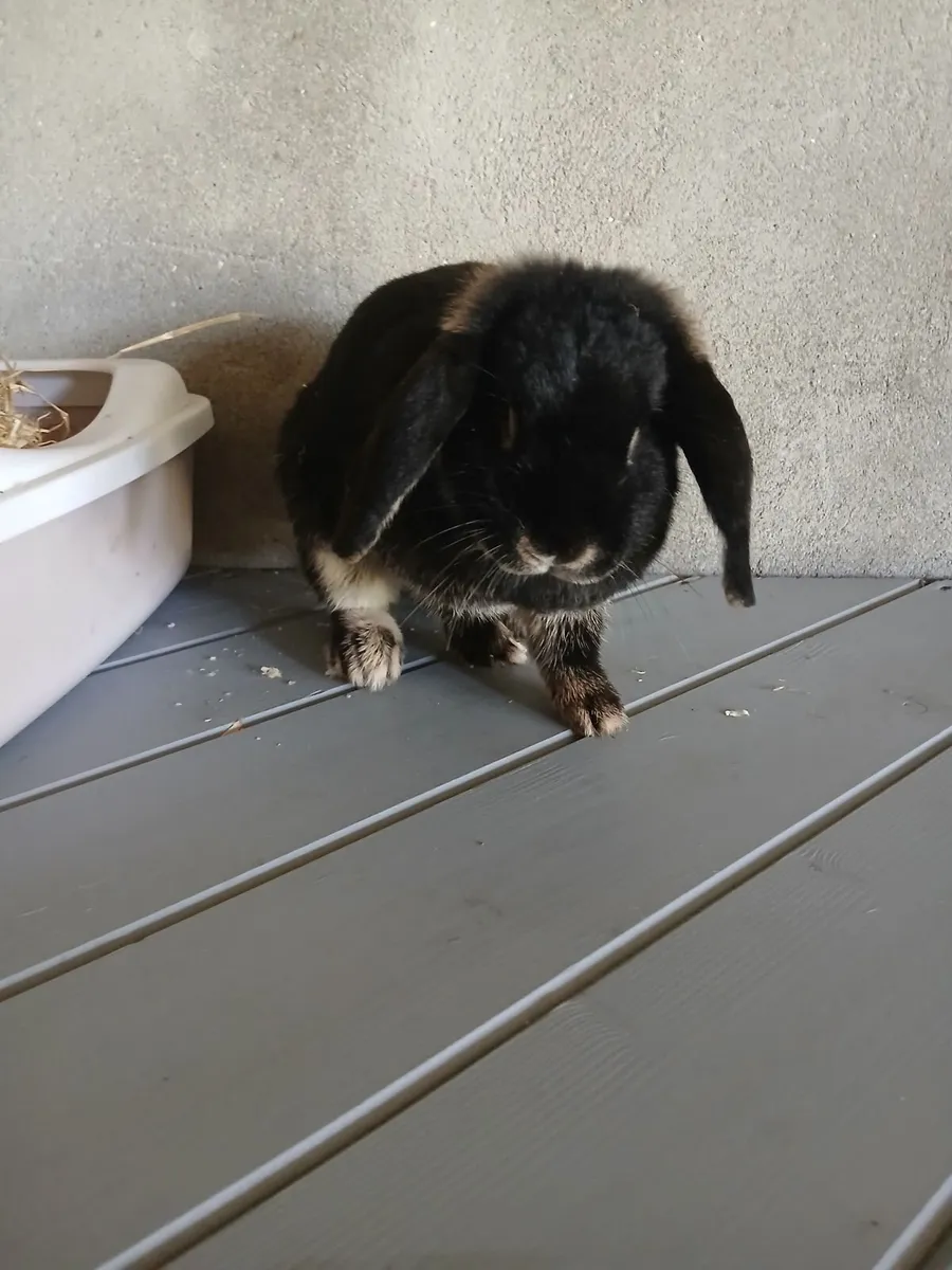 Rabbit (dwarf) female - Image 2