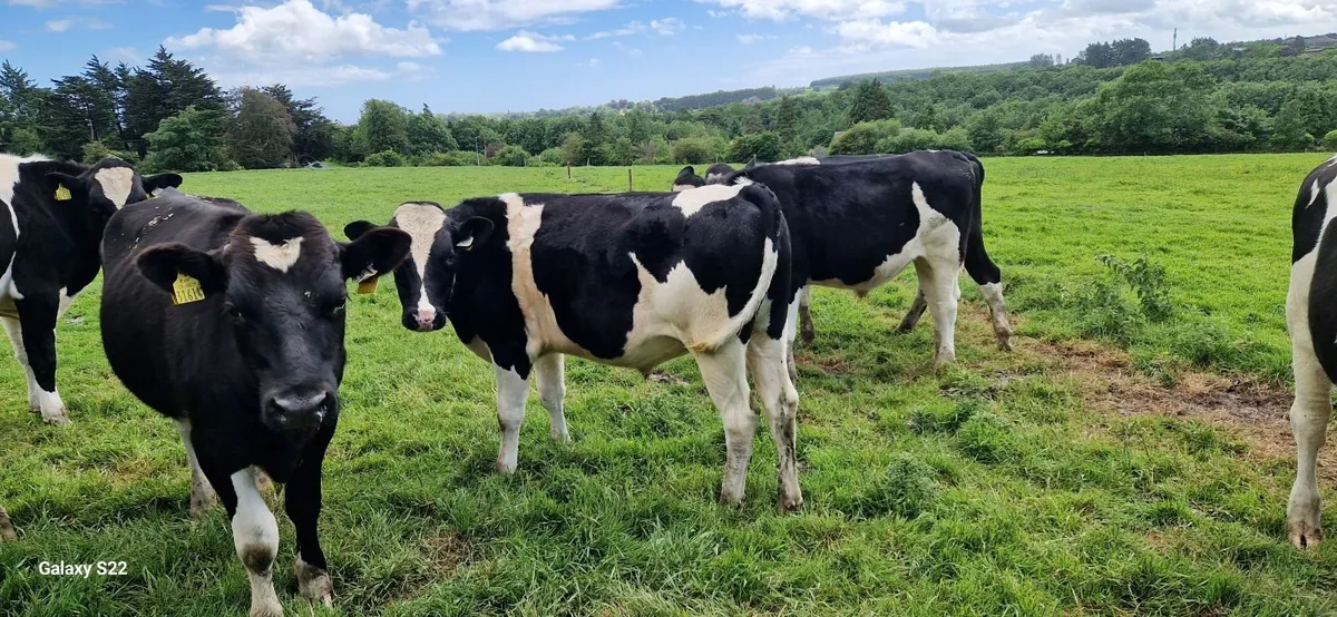 Fr bullocks - Image 4