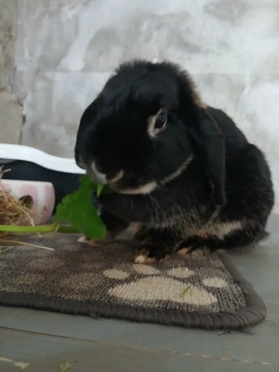 Rabbit (dwarf) female - Image 3