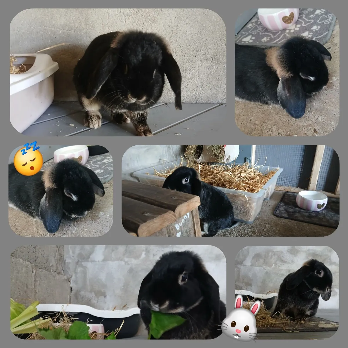 Rabbit (dwarf) female - Image 1