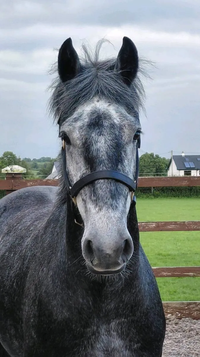 🔥Lovely Cob 🔥 - Image 2