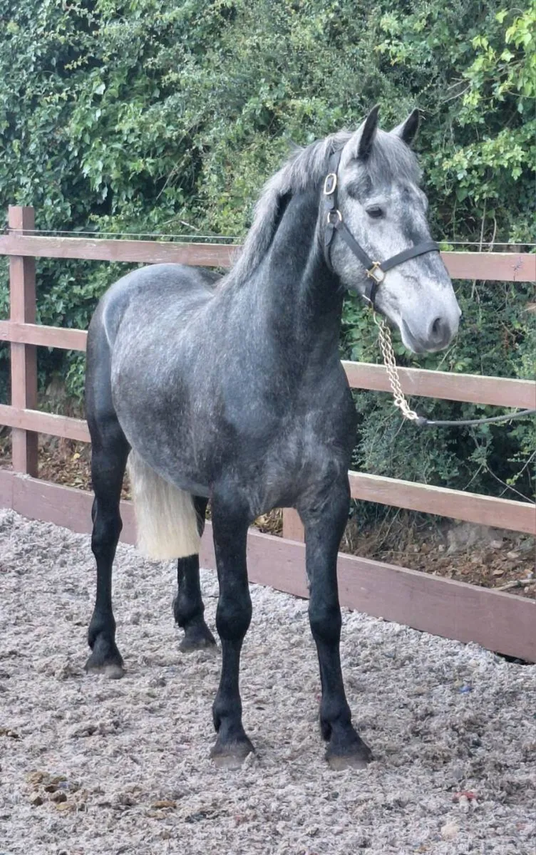 🔥Lovely Cob 🔥 - Image 3