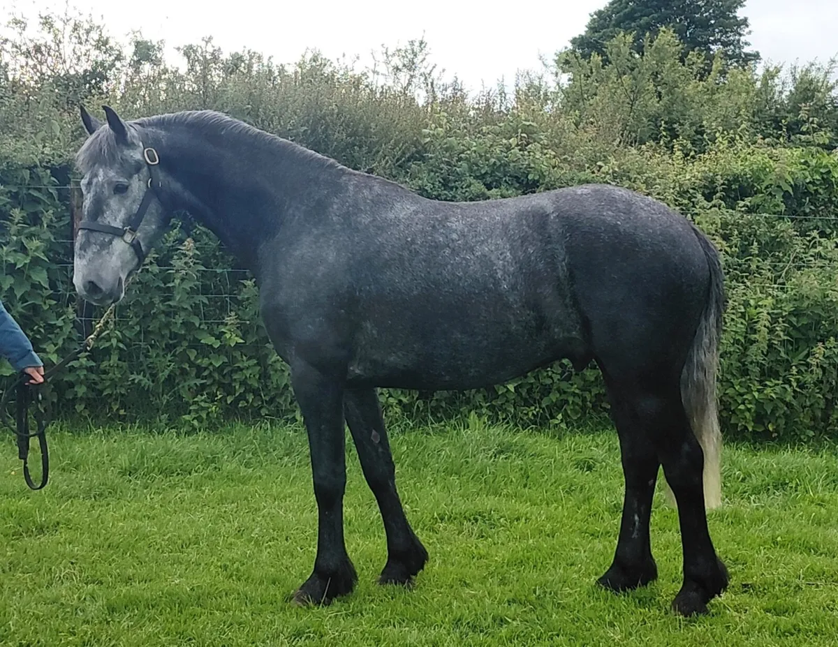 🔥Lovely Cob 🔥 - Image 4